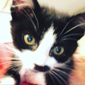 Meet your Posher, Rush